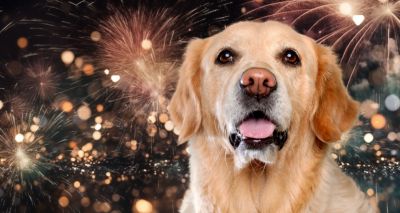 Firework warning as increase in missing dogs expected